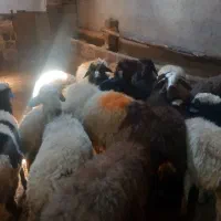 ۱۷راس بره نرداشتی  جفتی ۶۶ کیلو