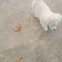 اصلاندوز|سگ|پارسآباد, |دیوار