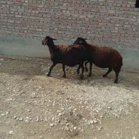 میش قزل افشار ابستن