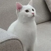 گربه گمشده