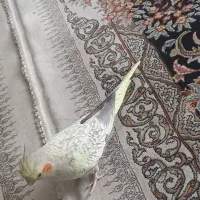 عروس هلندی فول رام