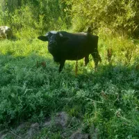 گاومیش با گوساله