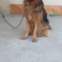 ژرمن قابل معاوضه