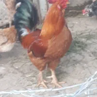 خروس