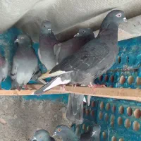 کفترسبزاینگلیسی