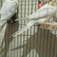 فروشی|پرنده|جیرفت, |دیوار