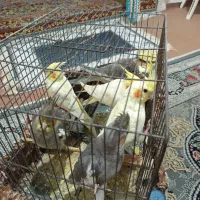 عروس هلندی|پرنده|اسلام‌شهر, شهرک طالقانی|دیوار