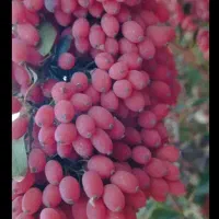زرشک تازه وخشک وآب زرشک|خوردنی و آشامیدنی|بندر ترکمن, |دیوار