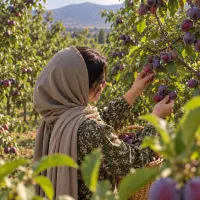 توزیع نهال الو شابلون اختری با طعم شیرین و معطر