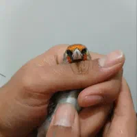 سهره کرمانی|پرنده|کرمان, |دیوار