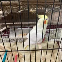 عروس هلندی لوتینو ماده