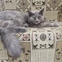 گربه بریتیش