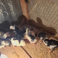 جوجه گلین لری پنگوئنی|حیوانات مزرعه|ساری, |دیوار