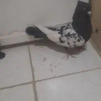 کبوتر کله سیاه|پرنده|شیراز, ارم|دیوار