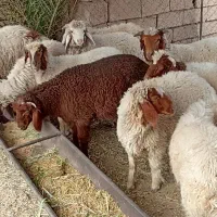 گوسفند دبهرک چاق و سالم|حیوانات مزرعه|کرخه, |دیوار
