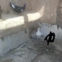 کبوتر|پرنده|قم, شاه سید علی|دیوار