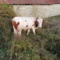 سیمنتال۱۳ماهه