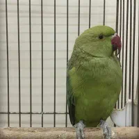 طوطی ملنگو سخنگو