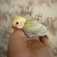 طوطی برزیلی سرلاکی و جفت فنچ