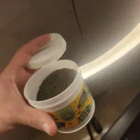 ماهی اکواریوم فروش فوری|ماهی|کرمان, |دیوار