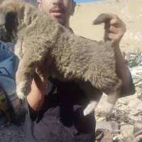 سگ سرابی عراقی پژدر خراسانی آلابای افغان|سگ|کبودرآهنگ, |دیوار