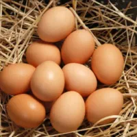 تخم مرغ محلی