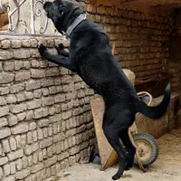 سگ سرابی|سگ|بروجرد, |دیوار