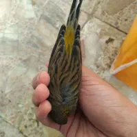 قناری سبز ماده ۴ تخم اماده جفت
