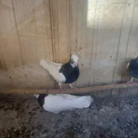 کفتر بهبهونی و پلاکی|پرنده|سیدان, |دیوار