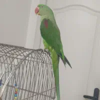 شاه طوطی سخنگو