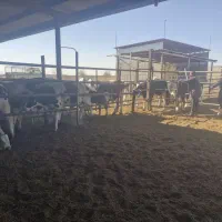 استخدام نیمرو دامداری