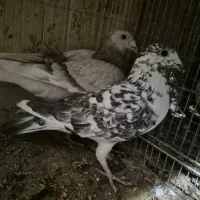 المانی با قفس|پرنده|مشهد, فاطمیه|دیوار