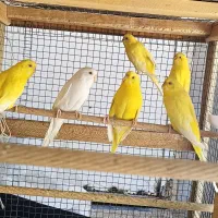 مرغ عشق هلندی چشم قرمز