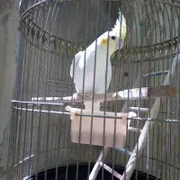 سلام. یک عروس هلندی نر 6 ماهه سالم دستی.