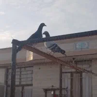 کفتر|پرنده|گناباد, |دیوار