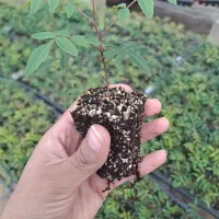 انواع نهال پر کیفیت و اصلاح شده|خدمات باغبانی و درختکاری|محمدشهر, محمدشهر|دیوار