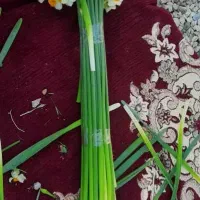 پخش گل درجه نرگس یک یلدایی با قیمت عمده