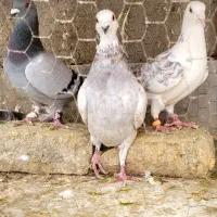 کبوتر آلمانی  رنگه|پرنده|مشهد, دوست آباد|دیوار