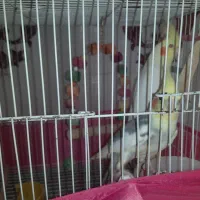 طوطی عروس .رام سخنگو.اواز خوان.بالغ|پرنده|فریدون‌کنار, |دیوار