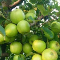 نهالستان پخش نهال سهند صنوبر و میوه|خدمات باغبانی و درختکاری|ارومیه, |دیوار