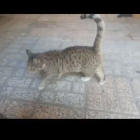 گربه میخوای چندتا ۹ ماهه داریم خونگی