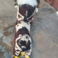 گاو اسباب بازی|اسباببازی|لردگان, |دیوار