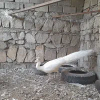 طاووس مولد ومرغ درجه یک