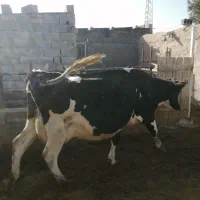 فروش گاوشیری|حیوانات مزرعه|جغتای, |دیوار