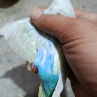 مرغ عشق  خاص|پرنده|شیراز, شهرک جماران|دیوار