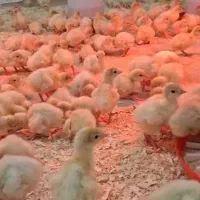 فروش جوجه بوقلمون   از  تمامی نژادها سمین مختلف