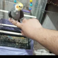 عروس هلندی|پرنده|تهران, امیرآباد|دیوار