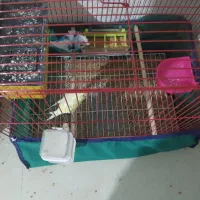 مرغ عشق پروانه ای|پرنده|اهواز, کوروش|دیوار