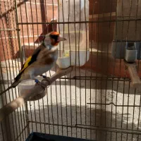 سهره نرجفت پلاک