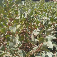 نهال پسته|گل و گیاه طبیعی|خواف, |دیوار